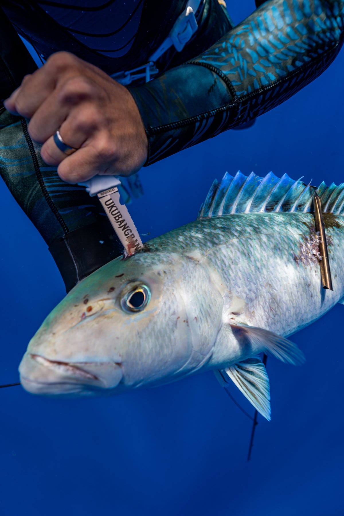 Dive Knife by 7 Seas | Titanium Alloy | T1 Series